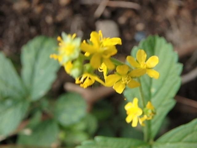 f0334143_8364516.jpg