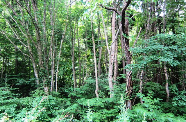 b0289649_221924100.jpg