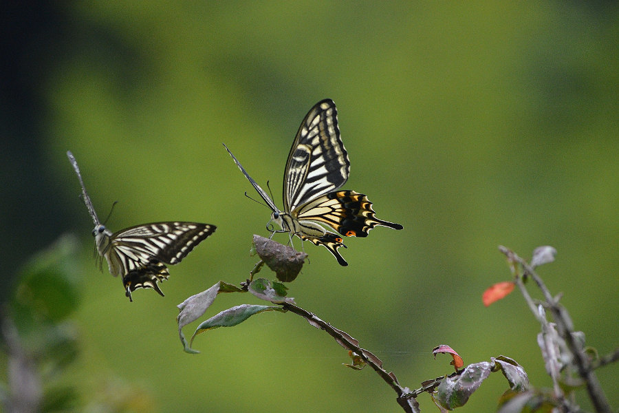 d0387460_21460852.jpg