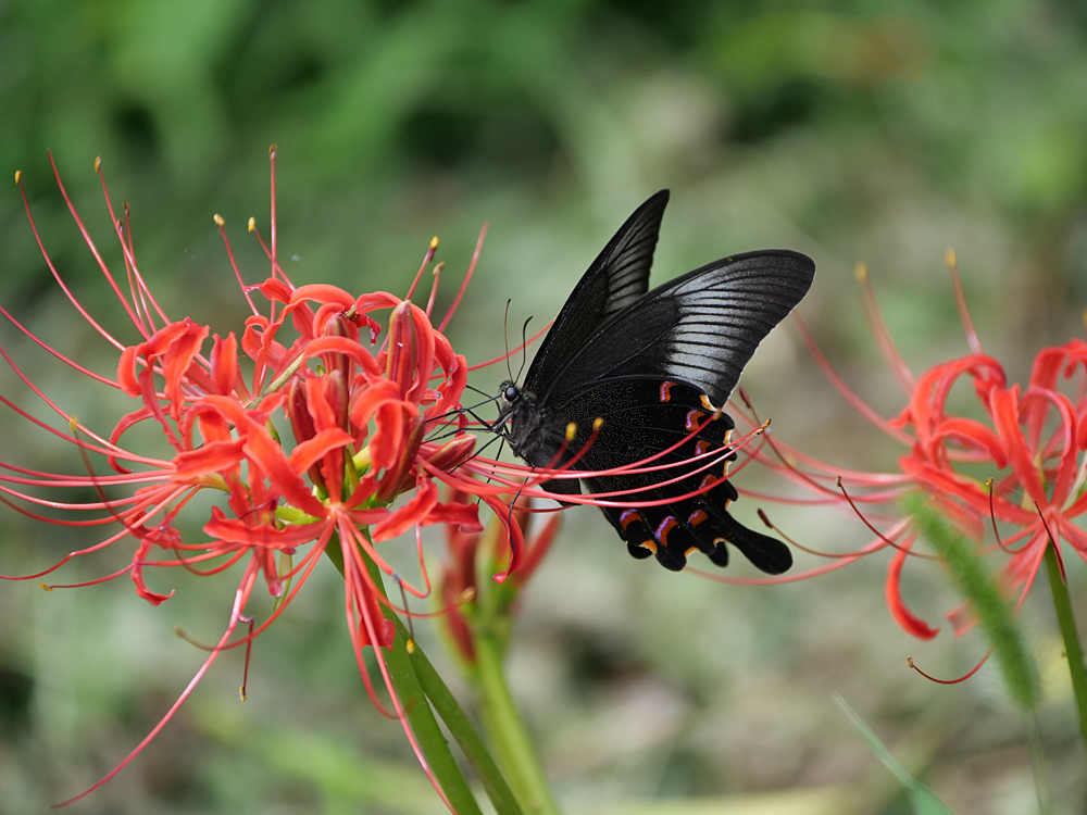 彼岸花とカラスアゲハ_f0199866_20563815.jpg