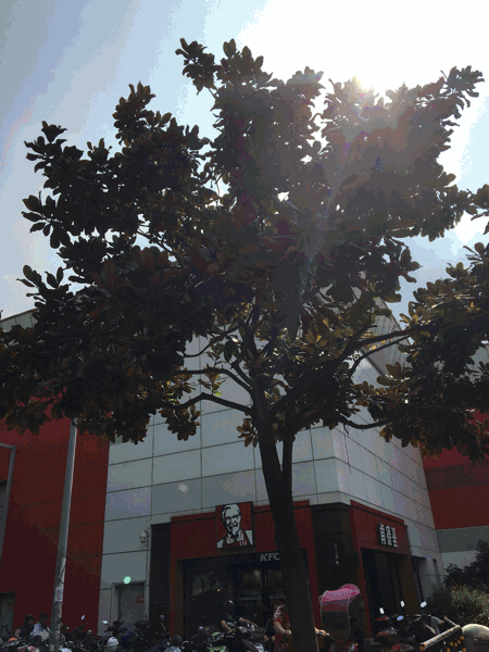 f0188075_13090154.gif