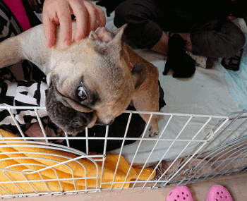 b0056476_12223753.gif