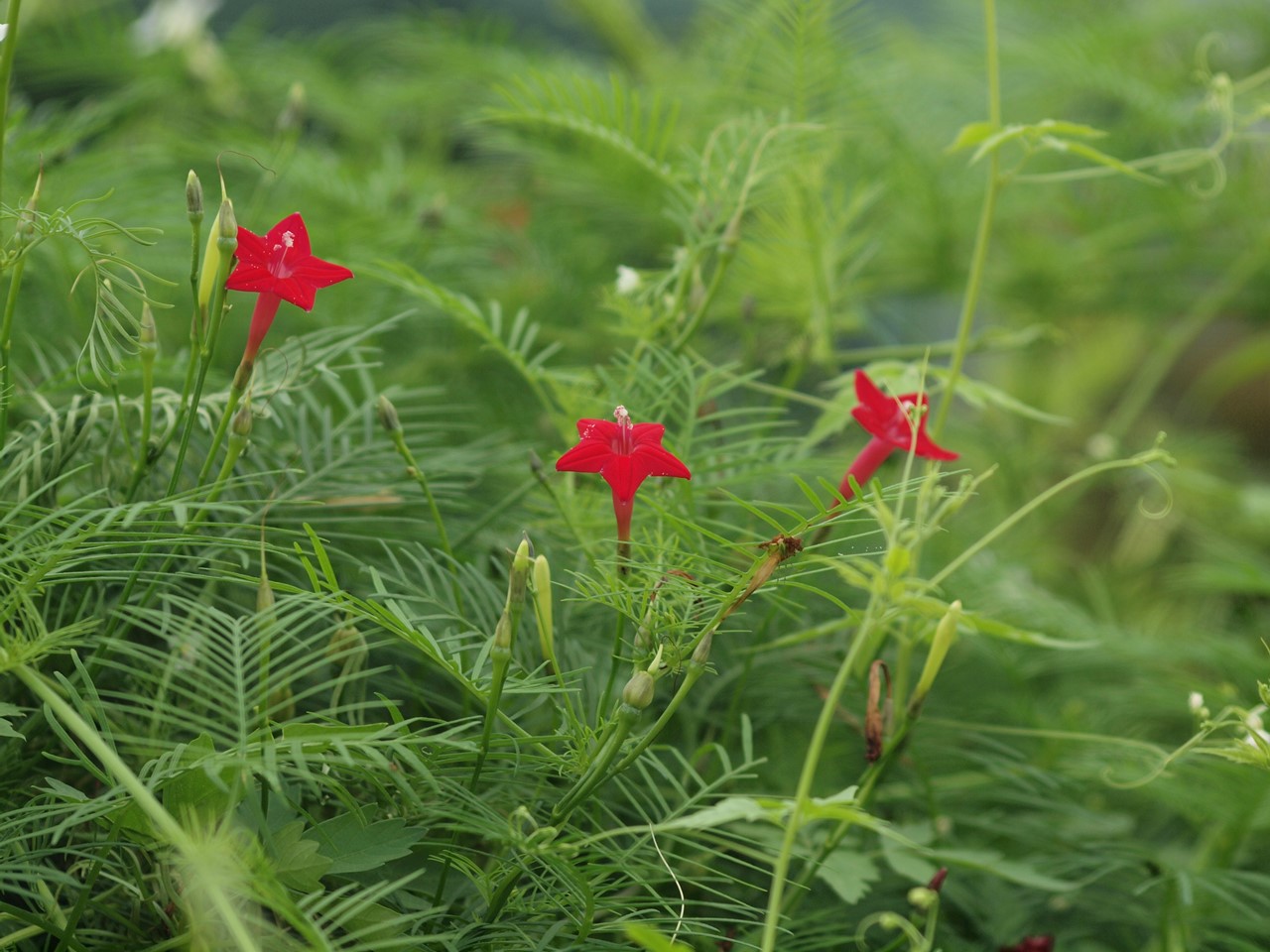 『花虎の尾(ハナトラノオ)と大透翅(オオスカシバ)と蔓穂(ツルボ)の花等･････』_d0054276_20224682.jpg