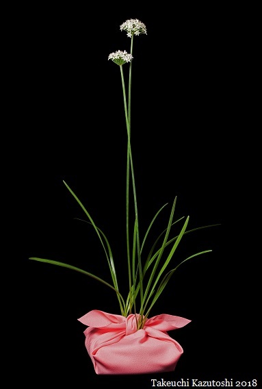 chinese chives_e0290580_12131546.jpg