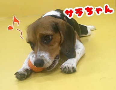 ボール遊び♪_f0357682_12383943.jpg