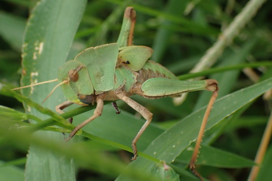 クルマバッタの終令幼虫？　Gastrimargus marmoratus　→　トノサマバッタの終令幼虫　Locusta migratoria_c0208989_00243302.jpg