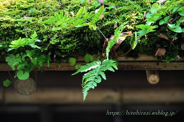 初秋　北鎌倉　東慶寺　秋の草花_f0374092_16542511.jpg