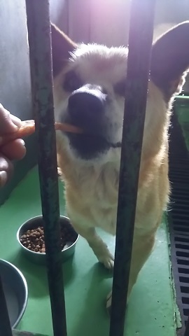 【犬猫・移動先募集】子猫たち、小型犬、老犬(9/15訪問)_f0242002_10081193.jpg