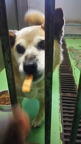 【犬猫・移動先募集】子猫たち、小型犬、老犬(9/15訪問)_f0242002_10083846.jpg