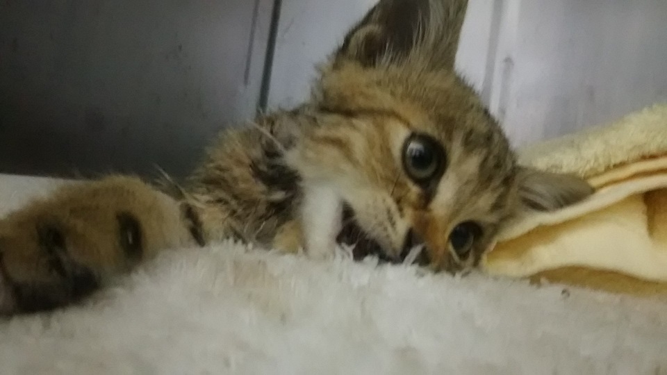 【犬猫・移動先募集】子猫たち、小型犬、老犬(9/15訪問)_f0242002_10091073.jpg