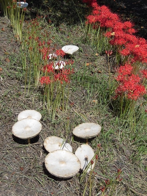 既に7分咲き? 滝川の彼岸花が見頃に 24日(祝)に「ヒガンバナウォーク」!_f0141310_07191304.jpg