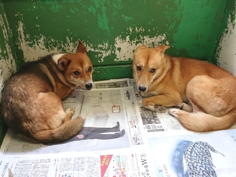 9/25センターレポート　子犬舎３頭・旧子犬舎4頭_f0078320_01212774.jpg