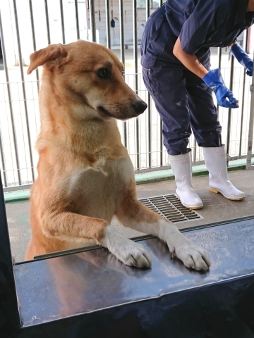 9/25センターレポート　子犬舎３頭・旧子犬舎4頭_f0078320_01512120.jpg