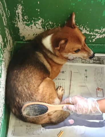 9/25センターレポート　子犬舎３頭・旧子犬舎4頭_f0078320_02110082.jpg