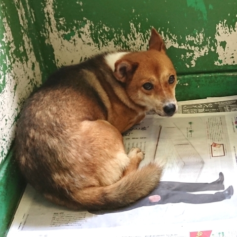 9/25センターレポート　子犬舎３頭・旧子犬舎4頭_f0078320_02111459.jpg