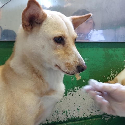 9/25センターレポート　子犬舎３頭・旧子犬舎4頭_f0078320_02482193.jpg