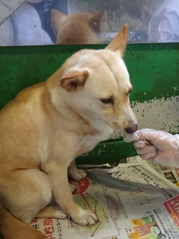 9/25センターレポート　子犬舎３頭・旧子犬舎4頭_f0078320_02482828.jpg