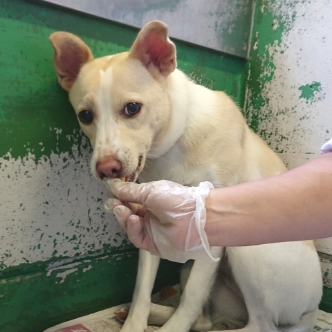 9/25センターレポート　子犬舎３頭・旧子犬舎4頭_f0078320_02591847.jpg