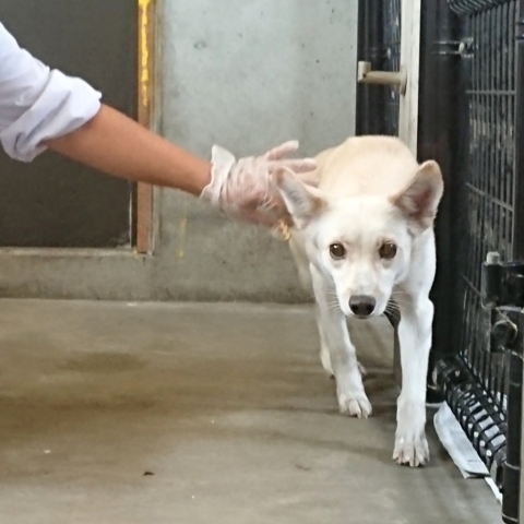 9/25センターレポート　子犬舎３頭・旧子犬舎4頭_f0078320_10084111.jpg