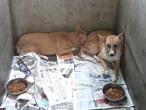 9/25センターレポート　子犬舎３頭・旧子犬舎4頭_f0078320_10160346.jpg