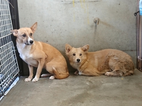 9/25センターレポート　子犬舎３頭・旧子犬舎4頭_f0078320_10161667.jpg