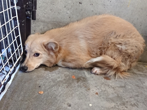 9/25センターレポート　子犬舎３頭・旧子犬舎4頭_f0078320_16071084.jpg