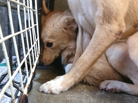 9/25センターレポート　子犬舎３頭・旧子犬舎4頭_f0078320_16075537.jpg