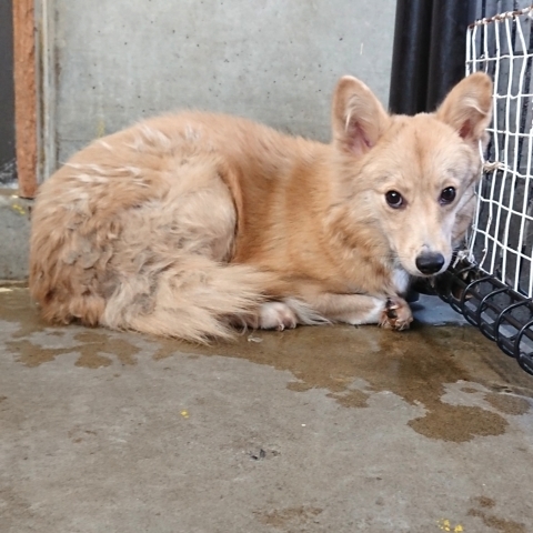 9/25センターレポート　子犬舎３頭・旧子犬舎4頭_f0078320_16110775.jpg