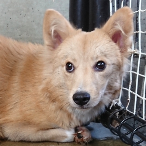 9/25センターレポート　子犬舎３頭・旧子犬舎4頭_f0078320_16132766.jpg