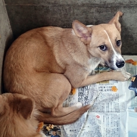 9/25センターレポート　子犬舎３頭・旧子犬舎4頭_f0078320_20315272.jpg