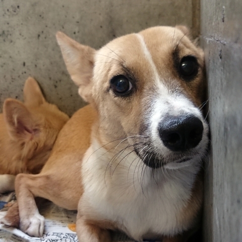 9/25センターレポート　子犬舎３頭・旧子犬舎4頭_f0078320_20321637.jpg