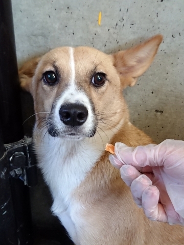 9/25センターレポート　子犬舎３頭・旧子犬舎4頭_f0078320_20325547.jpg