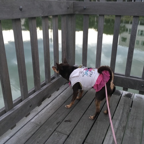 a0291132_14393056.jpeg