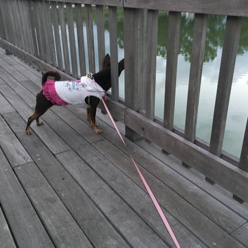 a0291132_14395576.jpeg