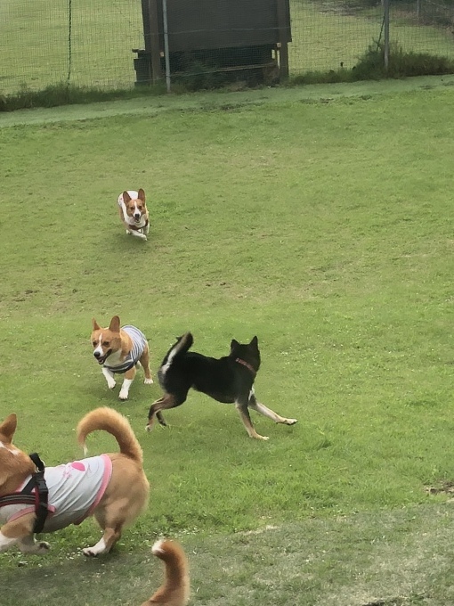 b0369239_14492452.jpeg