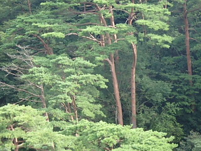 f0334143_8392615.jpg
