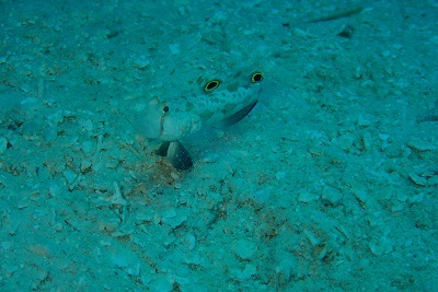 e0154157_23215703.jpg