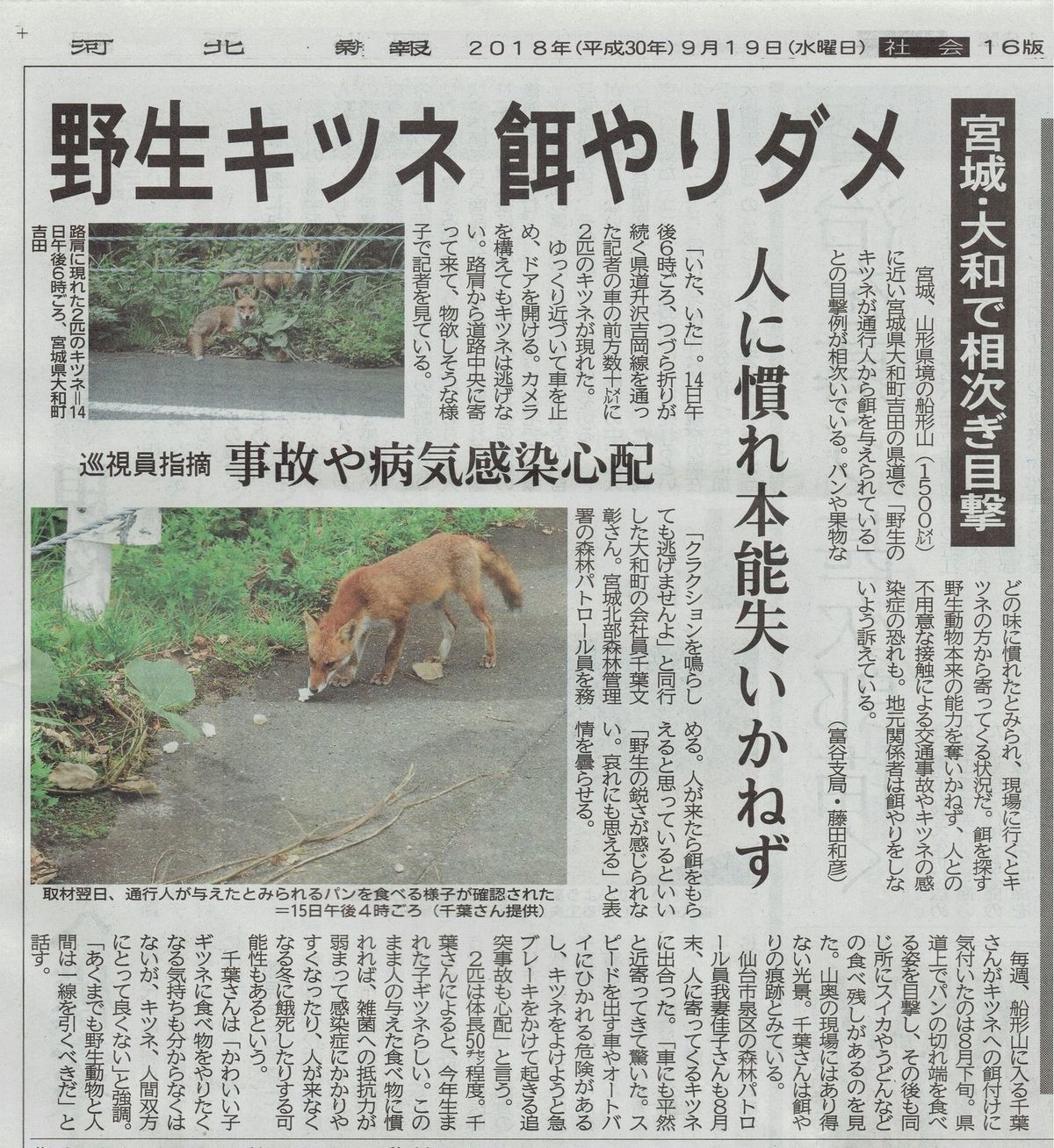 河北新報に掲載されました 野生キツネ餌やりダメ 船形山からブナの便り ブログ版