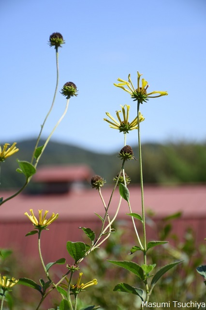 愛川町・服部牧場へ_d0334669_21135087.jpg