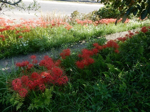 紅い花、黄金の稲穂_e0175370_22505823.jpg