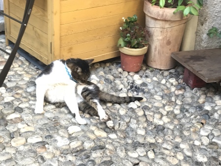 モンテロッソのタルト_a0136671_00394007.jpeg