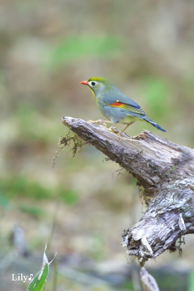 相思相愛 ❤ 鳥天使ソウシチョウ♪_e0166574_23122747.jpg