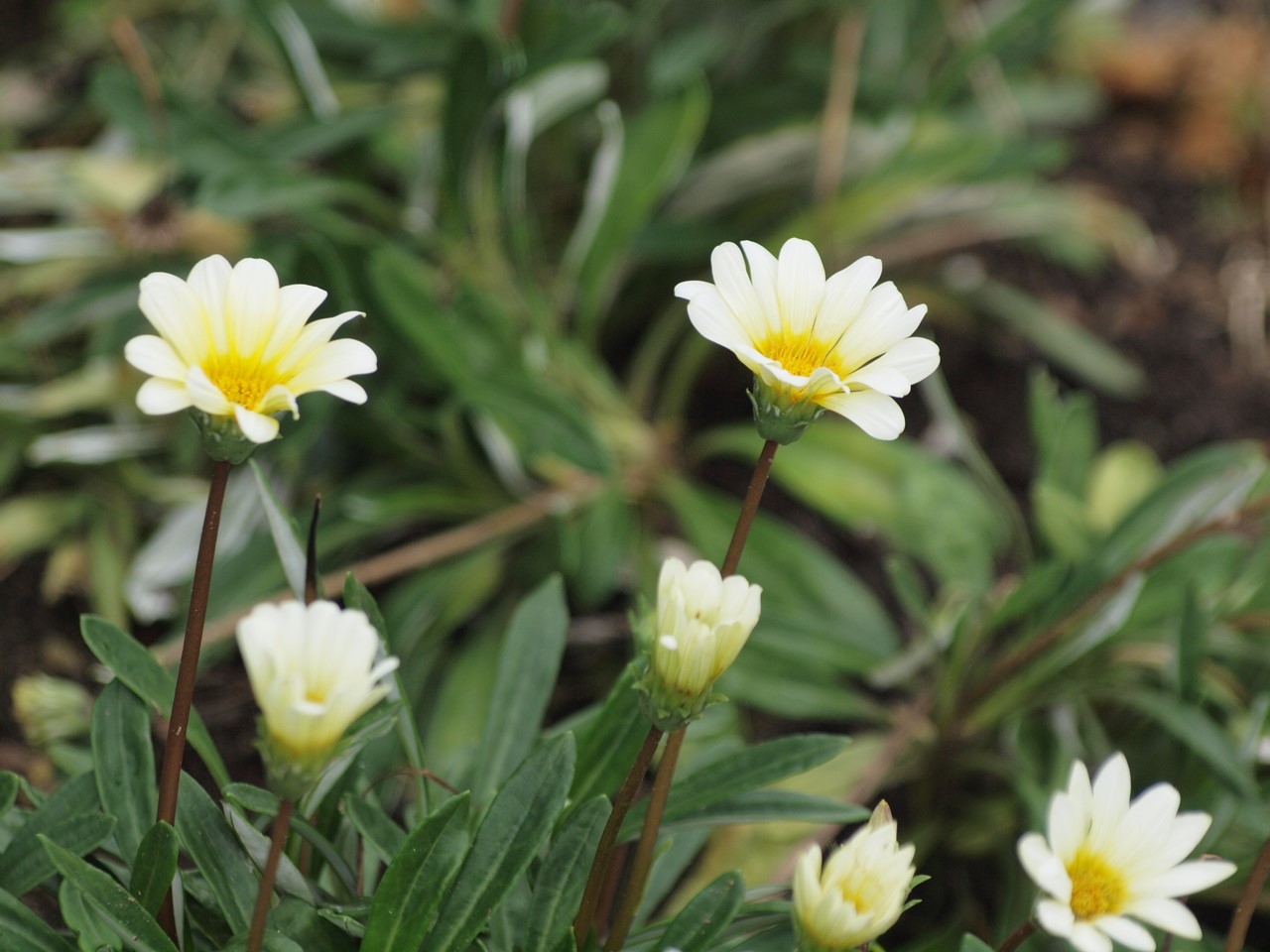 『フラワーパーク江南の花散歩～』_d0054276_20492880.jpg