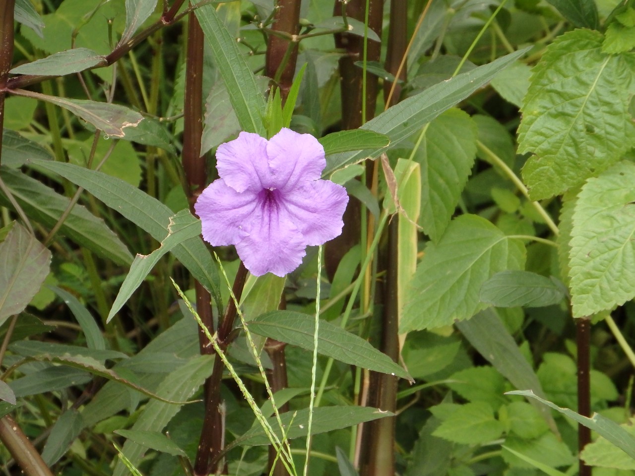 『フラワーパーク江南の花散歩～』_d0054276_20495049.jpg