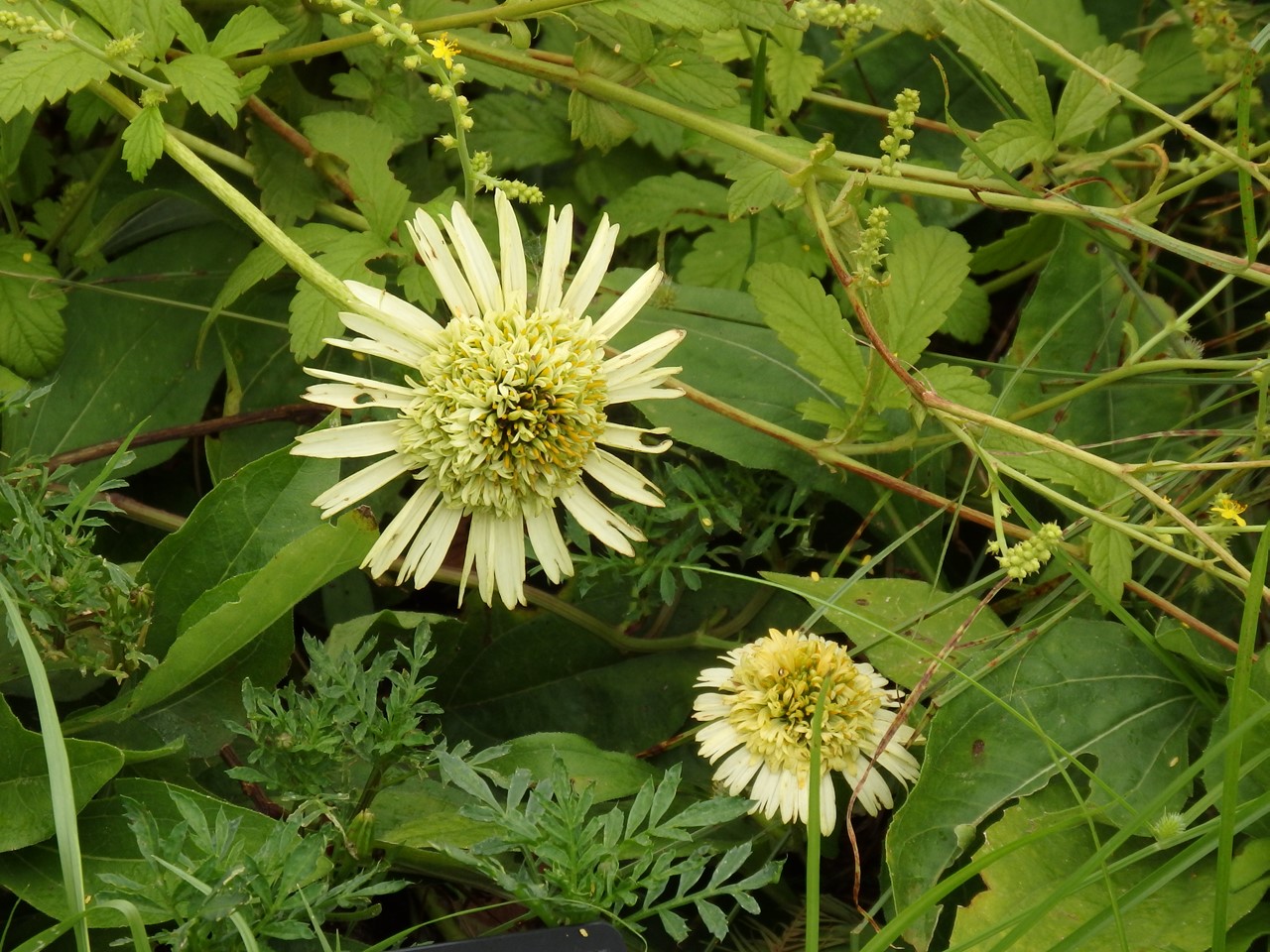 『フラワーパーク江南の花散歩～』_d0054276_20501690.jpg