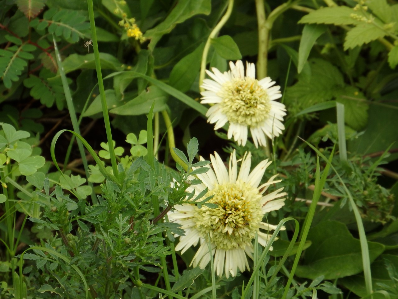 『フラワーパーク江南の花散歩～』_d0054276_20502787.jpg