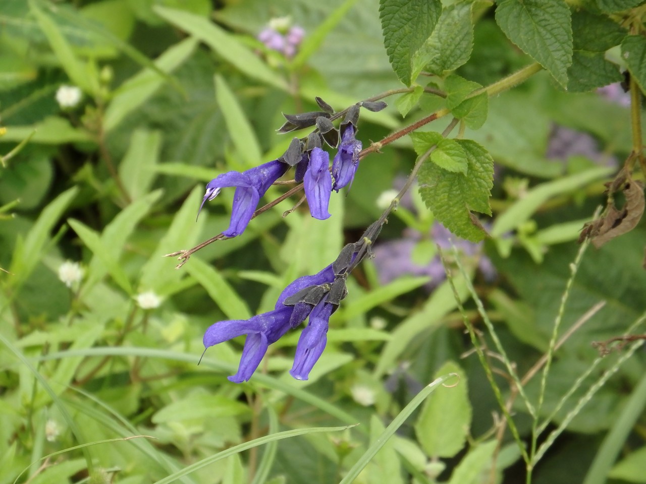 『フラワーパーク江南の花散歩～』_d0054276_20503768.jpg