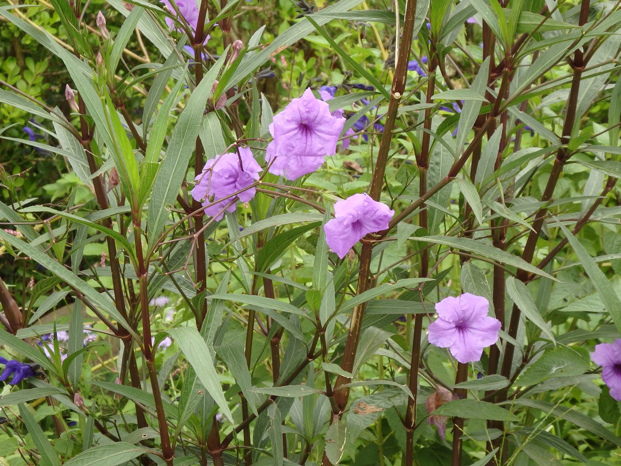 『フラワーパーク江南の花散歩～』_d0054276_2050476.jpg