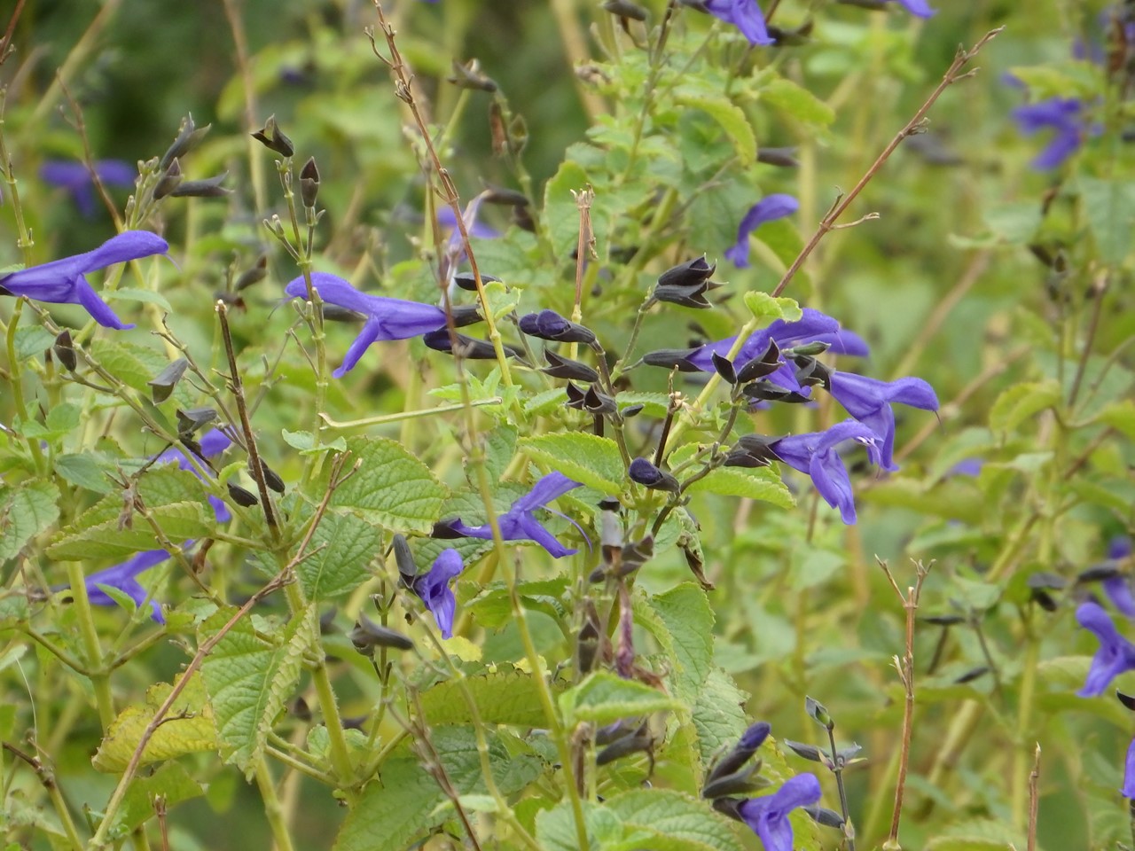 『フラワーパーク江南の花散歩～』_d0054276_20504943.jpg