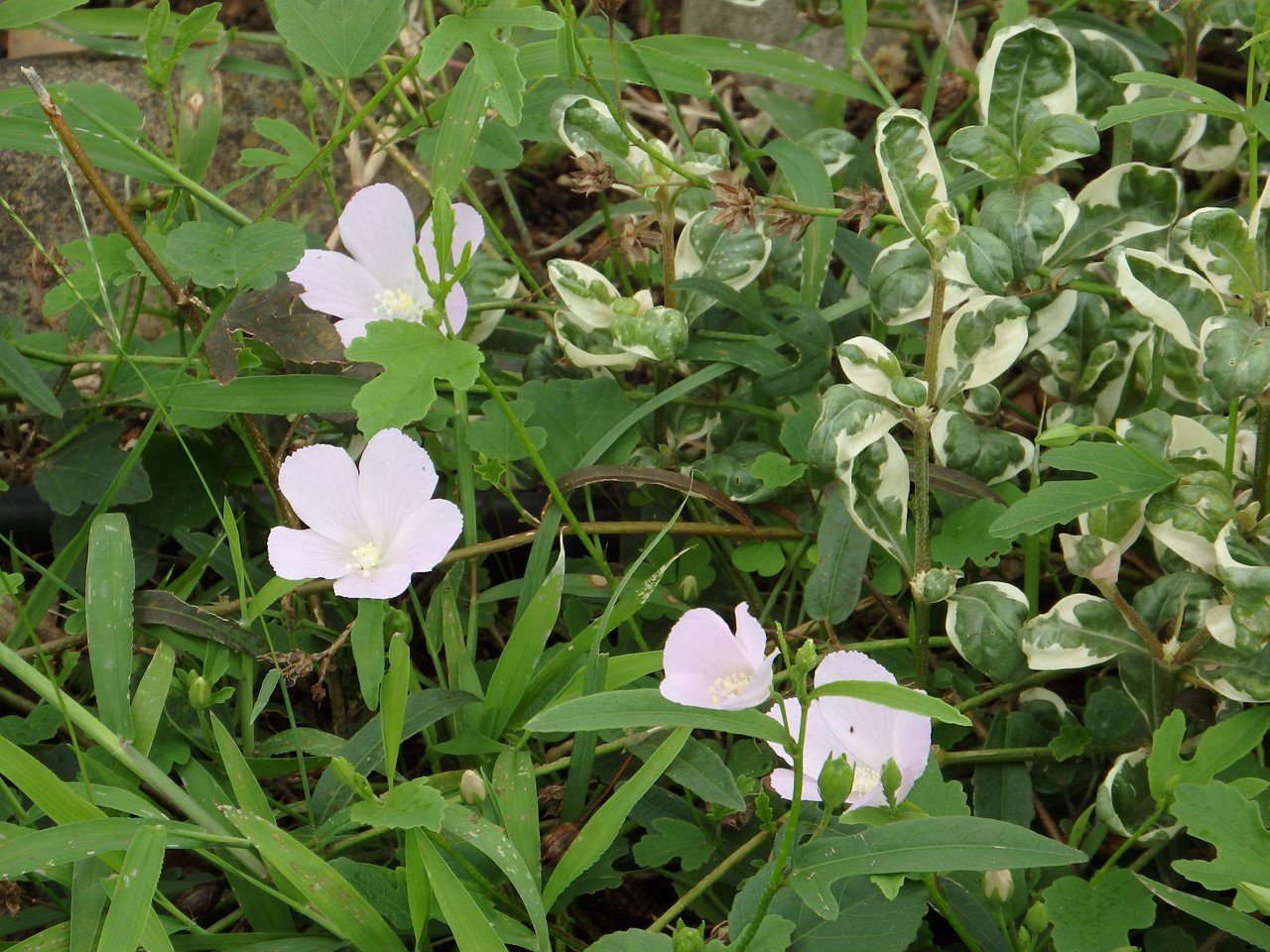 『フラワーパーク江南の花散歩～』_d0054276_20511141.jpg